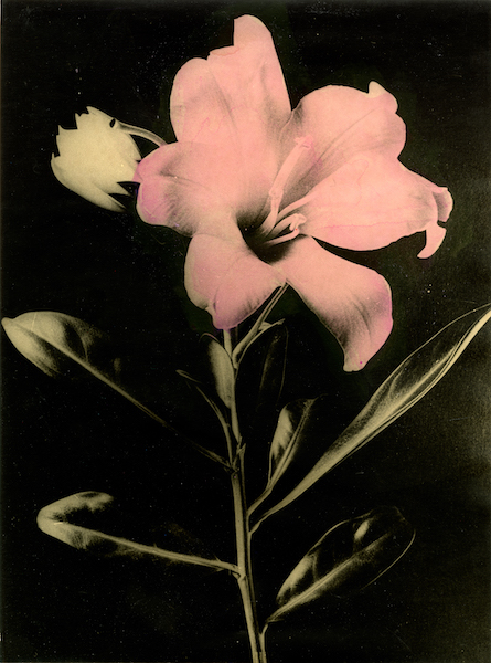 Bruno V. Roels - These Flowers I Make #1, 2024, Inkjetprint on Hahnemühle photo rag ultra smooth paper, 70 x 50 cm